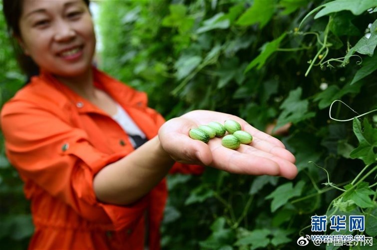 Dưa[-]hấu[-]tý[-]hon[-]chỉ[-]có[-]kích[-]thước[-]bằng[-]đầu[-]ngón[-]tay[-]của[-]con[-]người[-]